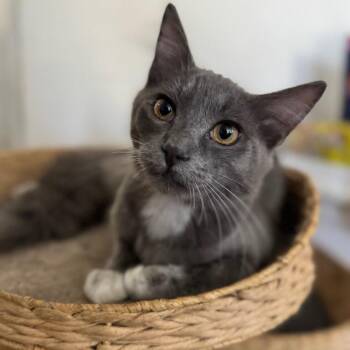 Domestic Medium Hair Cats Available for Adoption in Yucca Valley, California - Hayes | PetCurious