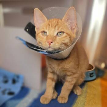 Half Magic -  Domestic Short Hair Cat for Adoption in Los Angeles, California - Half Magic | PetCurious