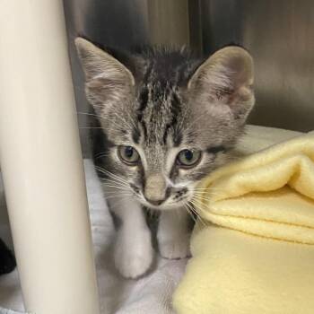 Princess -  Domestic Short Hair Cat Available for Adoption in Walker, Michigan - Princess | PetCurious