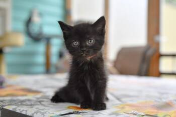 Iliya -  Domestic Short Hair Cat for Adoption in Hermitage, Pennsylvania - Iliya | PetCurious