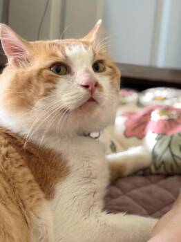 Sir Charles -  Domestic Short Hair Cat for Adoption in San Antonio, Texas - Sir Charles | PetCurious