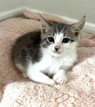 Kitten Scout -  Domestic Short Hair Cat Available for Adoption in Seal Beach, California - Kitten Scout | PetCurious