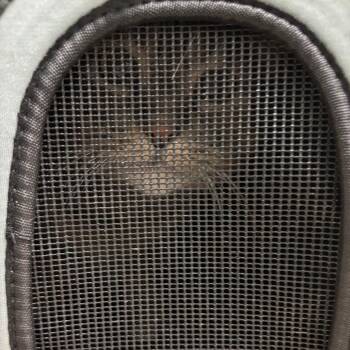 Suki -  Domestic Short Hair Cat for Adoption in South Burlington, Vermont - Suki | PetCurious