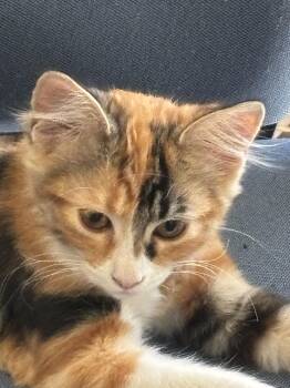 Cali -  Domestic Short Hair Cat for Adoption in Antioch, California - Cali | PetCurious