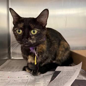 STELLA -  Domestic Short Hair Cat for Adoption in St. Louis, Missouri - STELLA | PetCurious