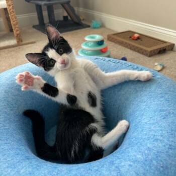 Caspen -  Domestic Short Hair Cat for Adoption in Lyndhurst, Virginia - Caspen | PetCurious