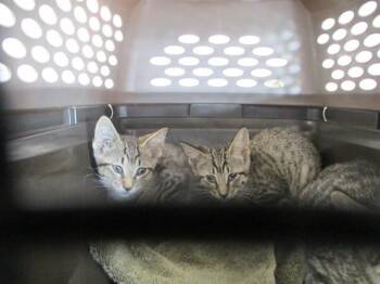 LIU KANG -  Domestic Short Hair Cat for Adoption in Ocala, Florida - LIU KANG | PetCurious