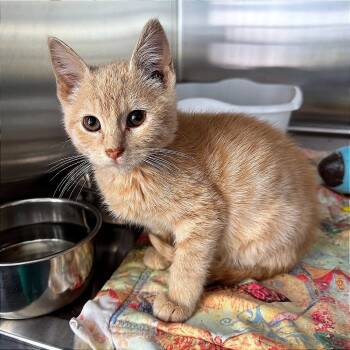 Rescue Domestic Short Hair Cats for Adoption in Hannibal, Missouri - Ice Ice Dinosaur | PetCurious