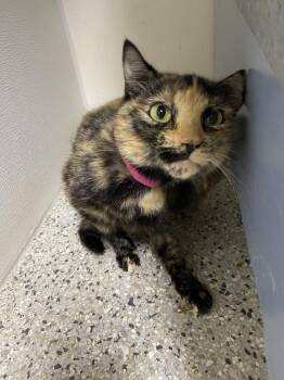 Carmela -  Domestic Short Hair Cat for Adoption in Fort Walton Beach, Florida - Carmela | PetCurious