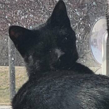Zelda -  Domestic Short Hair Cat for Adoption in Tama, Iowa - Zelda | PetCurious