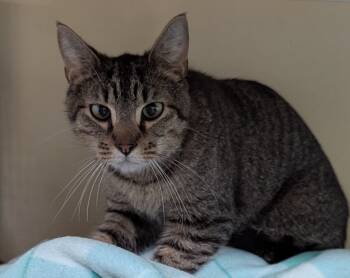 Rescue Domestic Short Hair Cats for Adoption in St. Augustine, Florida - Shade Fka Howard | PetCurious