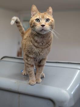 Cottontail -  Domestic Short Hair Cat Available for Adoption in Tilton, Illinois - Cottontail | PetCurious