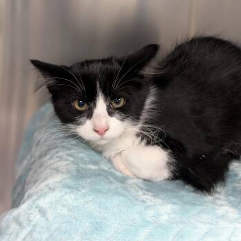 Dominoes -  Domestic Medium Hair Cat for Adoption in Spokane, Washington - Dominoes | PetCurious