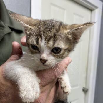 Tuna -  Domestic Short Hair Cat for Adoption in Houston, Texas - Tuna | PetCurious