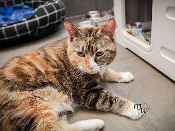 Domestic Short Hair Cats Available for Adoption - LEELA | PetCurious