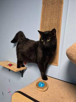 The Void -  Manx Cat for Adoption in Shelby County, Texas - The Void | PetCurious