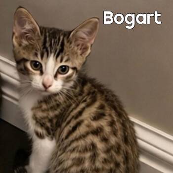 Bogart -  Domestic Short Hair Cat for Adoption in Washington, Pennsylvania - Bogart | PetCurious