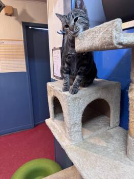 Lady Bug -  Domestic Short Hair Cat for Adoption in Hoopeston, Illinois - Lady Bug | PetCurious
