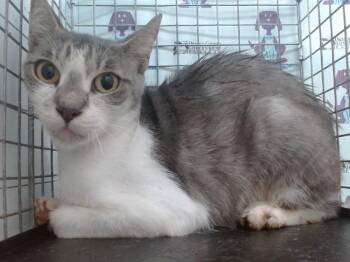BONDGIRL -  Domestic Short Hair Cat for Adoption in Orlando, Florida - BONDGIRL | PetCurious