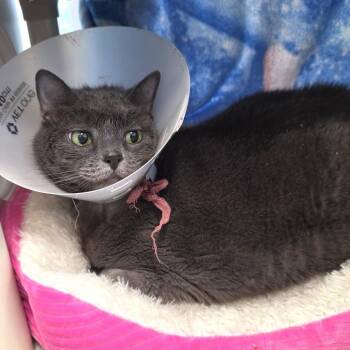 Domestic Short Hair Cats Available for Adoption in Fort Wayne, Indiana - Sterling | PetCurious