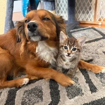 Domestic Short Hair Cats Available for Adoption - Puka | PetCurious