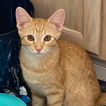 Zeke -  Domestic Short Hair Cat for Adoption in Prescott, Arizona - Zeke | PetCurious