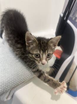 Rescue Domestic Short Hair Cats for Adoption in Albany, Wisconsin - Snap | PetCurious
