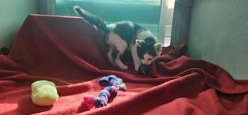 Cpt  Sparrow -  Domestic Short Hair Cat for Adoption in Edgewood, New Mexico - Cpt  Sparrow | PetCurious
