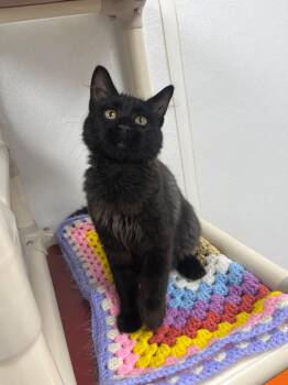Dip -  Domestic Short Hair Cat for Adoption in Corpus Christi, Texas - Dip | PetCurious