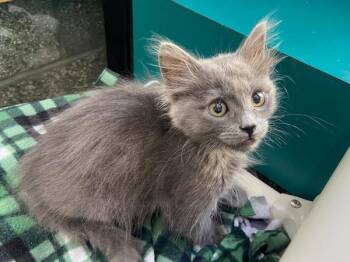 Wilson -  Domestic Medium Hair Cat for Adoption in Portland, Oregon - Wilson | PetCurious