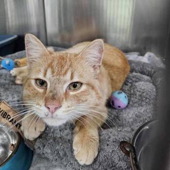 Domestic Short Hair Cats Available for Adoption in Tawas City, Michigan - Richard 26-134 | PetCurious