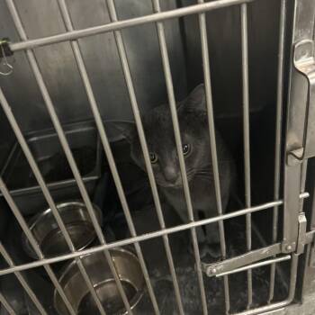 Domestic Short Hair Cats Available for Adoption - Preston | PetCurious