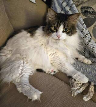 Lazlo -COURTESY POST- -  Domestic Long Hair Cat for Adoption in Puyallup, Washington - Lazlo -COURTESY POST- | PetCurious