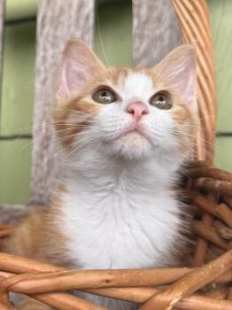 Barracuda -  Domestic Short Hair Cat for Adoption in Cleveland, Ohio - Barracuda | PetCurious