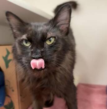 Domestic Medium Hair Cats Available for Adoption - Mary Jane | PetCurious