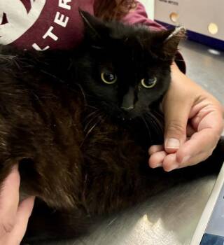 ATHOS* -  Domestic Short Hair Cat for Adoption in Santa Cruz, California - ATHOS* | PetCurious