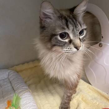 Stormie -  Siamese and Domestic Long Hair Cat for Adoption in Dayton, Ohio - Stormie | PetCurious