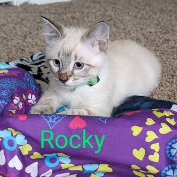 Rescue Siamese Cats for Adoption in Fort Worth, Texas - Rocky | PetCurious