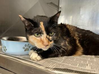 KISKA -  Domestic Short Hair Cat for Adoption in San Bernardino, California - KISKA | PetCurious