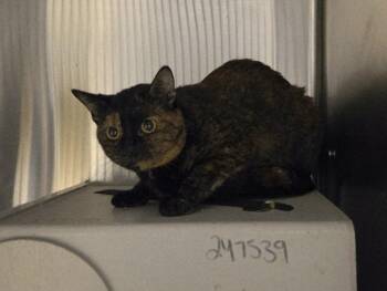 Domestic Short Hair Cats Available for Adoption - SPATTER | PetCurious