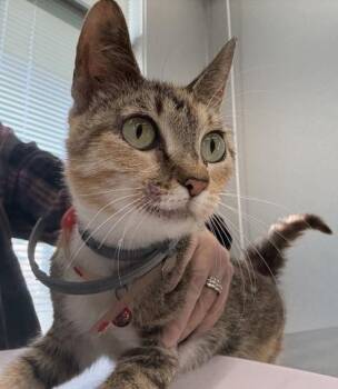 Dori -  Domestic Short Hair Cat for Adoption in Lafayette, Indiana - Dori | PetCurious