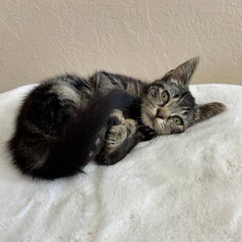 Augustus -  Domestic Short Hair Cat for Adoption in Medford, Oregon - Augustus | PetCurious