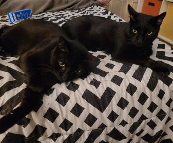 Jac & Jett -  Domestic Short Hair Cat for Adoption in Closter, New Jersey - Jac & Jett | PetCurious