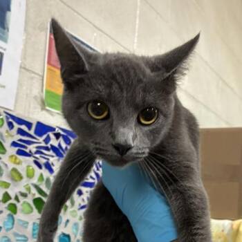 Domestic Short Hair Cats Available for Adoption in Pensacola, Florida - THESSALY | PetCurious