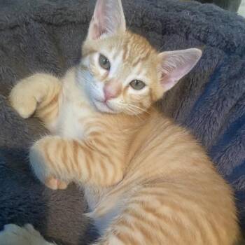 LUKE -  Domestic Medium Hair Cat for Adoption in Auburn, California - LUKE | PetCurious