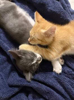 Parmesan -  Domestic Short Hair Cat for Adoption in Lincoln Park, Michigan - Parmesan | PetCurious