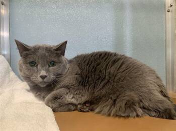 Domestic Short Hair Cats Available for Adoption in Westminster, Maryland - TUNA | PetCurious