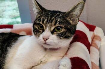 Domestic Short Hair Cats Available for Adoption - Ziggy | PetCurious