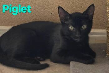 Piglet -  Domestic Short Hair Cat for Adoption in Albuquerque, New Mexico - Piglet | PetCurious