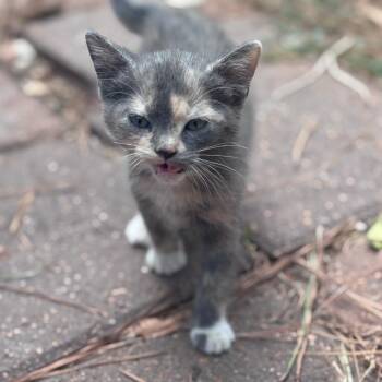 Cake -  Domestic Short Hair Cat for Adoption in Livingston, Texas - Cake | PetCurious